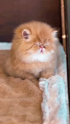 Persian cat for sale female or male my WhatsApp 0313=49=25=408