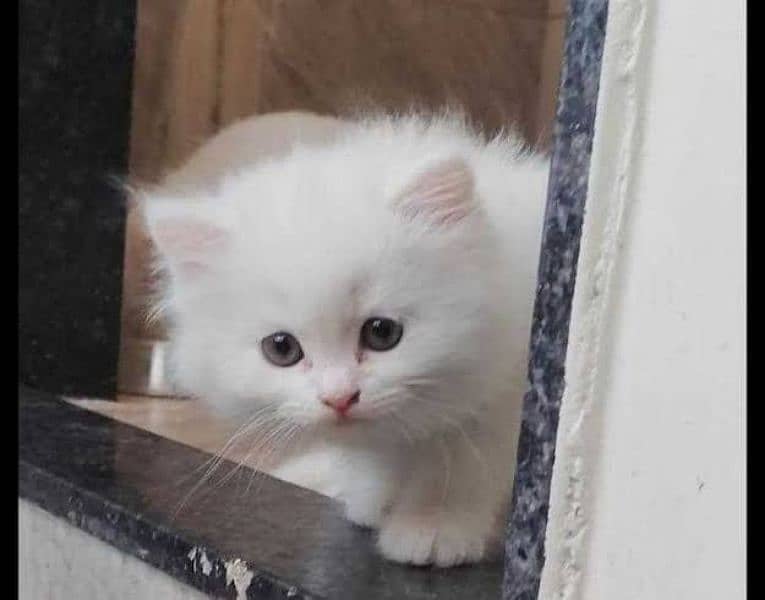 Persian cat for sale female or male my WhatsApp 0313=49=25=408 3