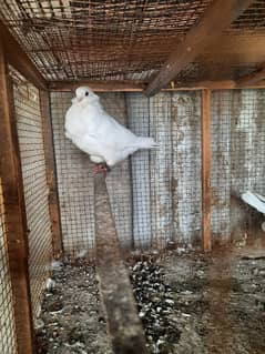 Chinese owl breeder pair