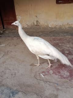 Peacock white male