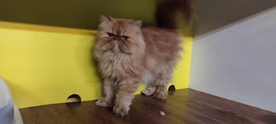 Persian cat for sale female or male my WhatsApp 0313=49=25=408