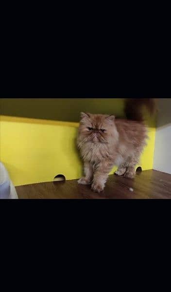 Persian cat for sale female or male my WhatsApp 0313=49=25=408 1