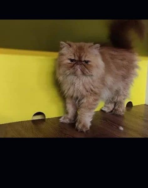 Persian cat for sale female or male my WhatsApp 0313=49=25=408 2