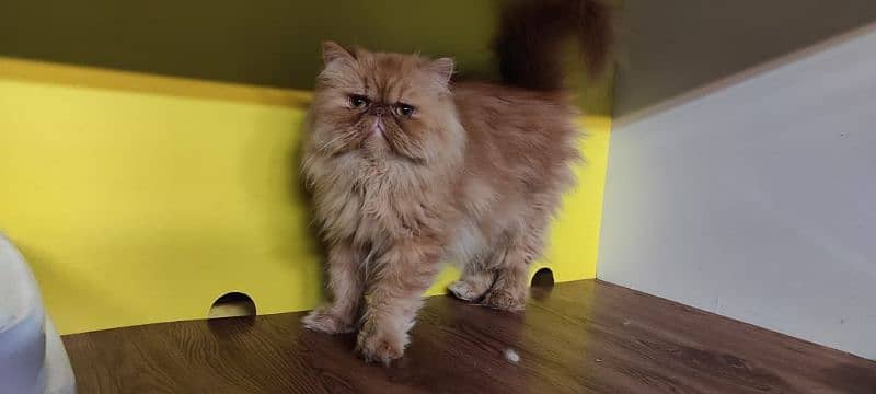 Persian cat for sale female or male my WhatsApp 0313=49=25=408 3