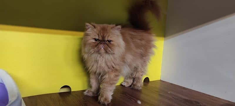 Persian cat for sale female or male my WhatsApp 0313=49=25=408 4