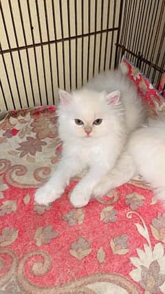 Persian cat for sale female or male my WhatsApp 0313=49=25=408