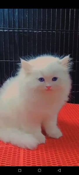 Persian cat for sale female or male my WhatsApp 0313=49=25=408 3