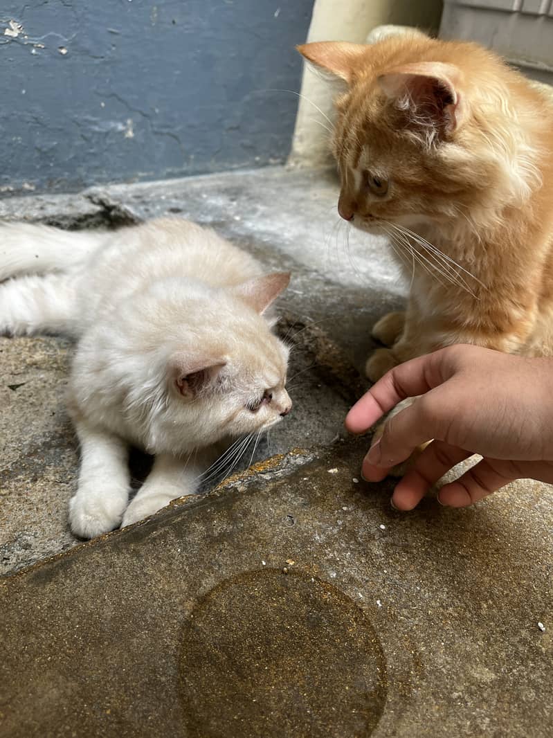 2 male kittens for sale 5