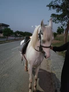 "Majestic White Horse with Impressive Height"