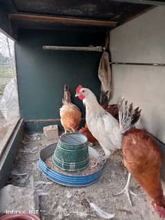 golden misri starter hens for sale beautiful quality