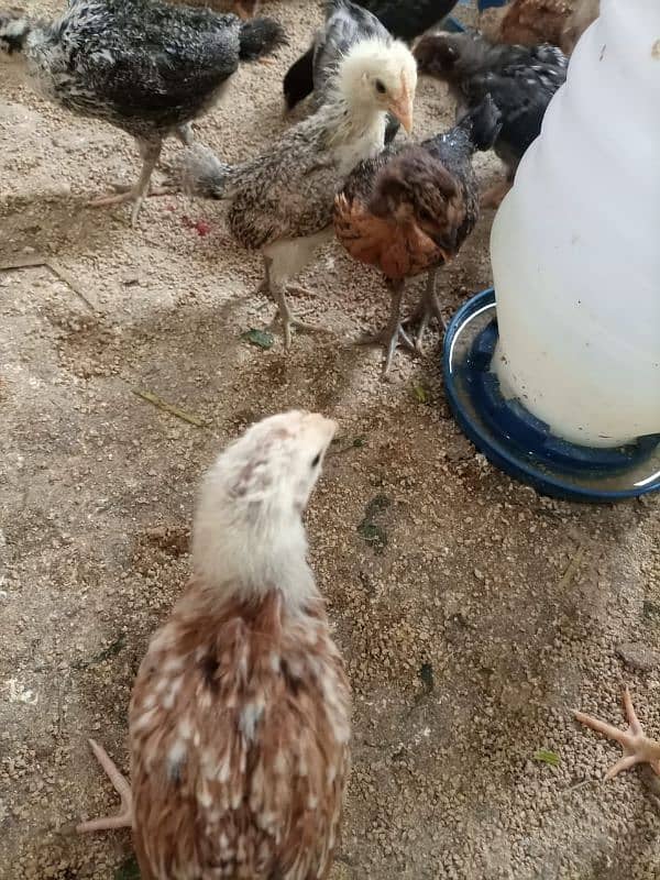 Golden Misri #chicks #misri #pathiya #desichuza #desimurgi #hens chick 2