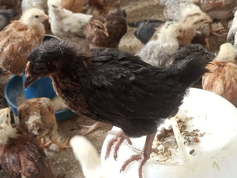 Golden Misri #chicks #misri #pathiya #desichuza #desimurgi #hens chick 5