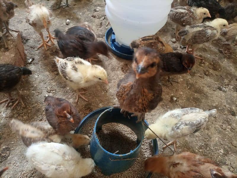 Golden Misri #chicks #misri #pathiya #desichuza #desimurgi #hens chick 6