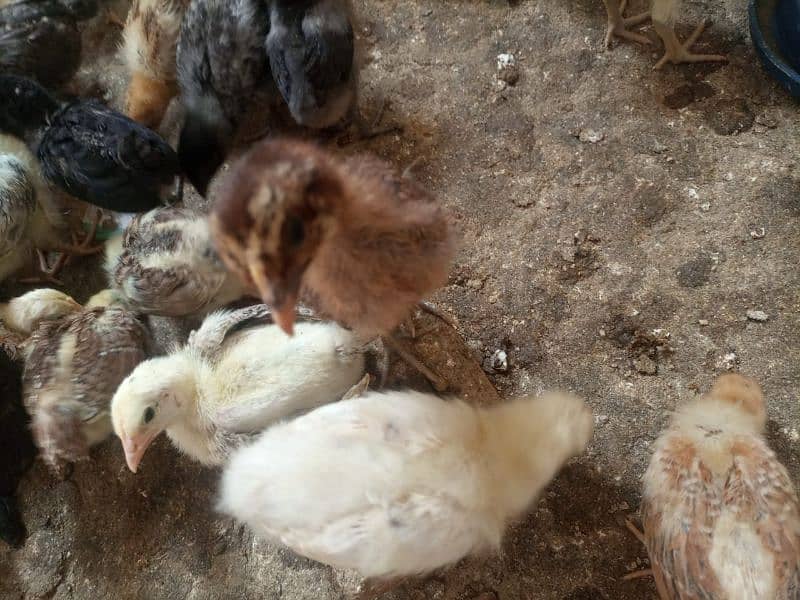 Golden Misri #chicks #misri #pathiya #desichuza #desimurgi #hens chick 8