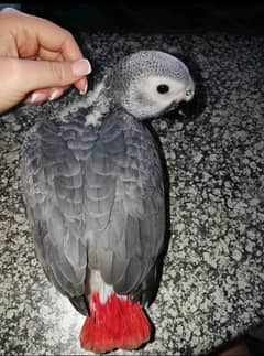 African grey parrot for sale contact WhatsApp/0319/00/72/900