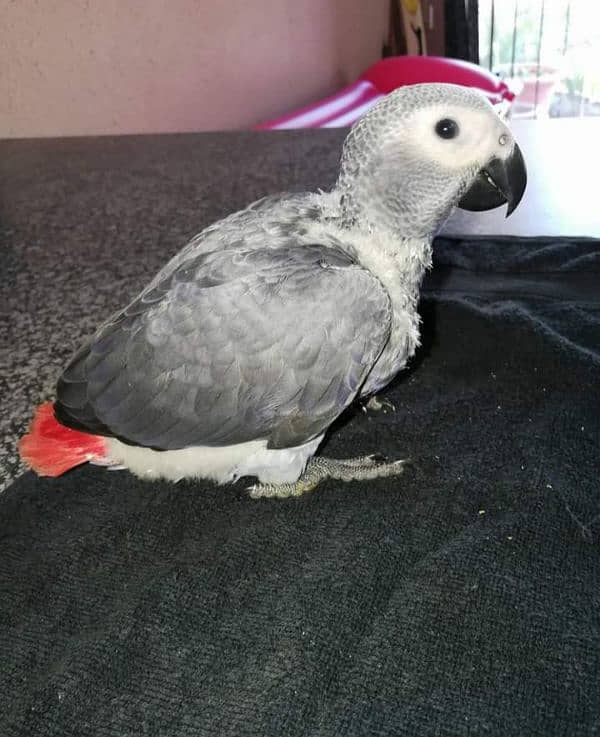 African grey parrot for sale contact WhatsApp/0319/00/72/900 1