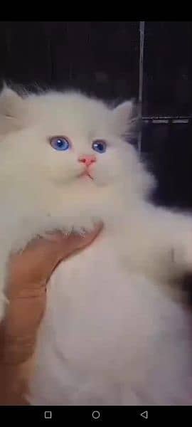 Persian cat for sale female or male my WhatsApp 0313=49=25=408 3