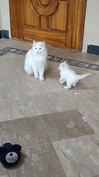 Persian cat for sale female my WhatsApp 0313=49=25=408 1