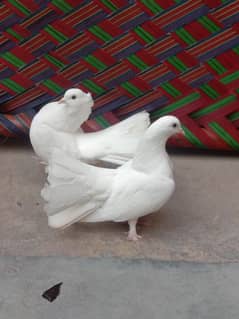 Laakha Pigeon