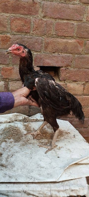 Thai pakoyi hens murgi 7