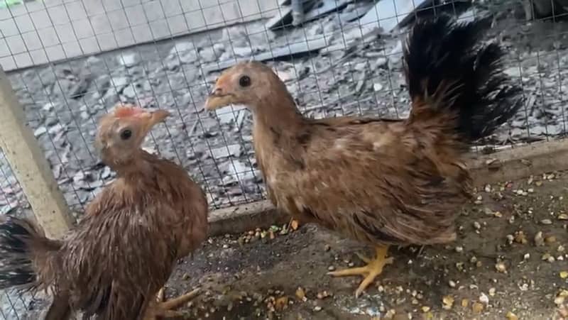 golden,white buff,buff black tail jap,onagadori,rosecomb only chicks 1