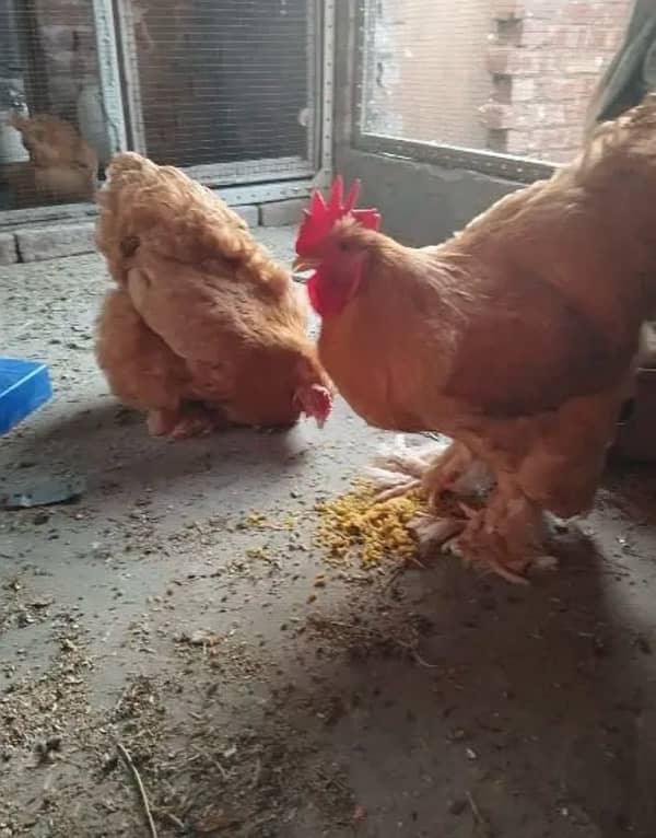 golden,white buff,buff black tail jap,onagadori,rosecomb only chicks 5