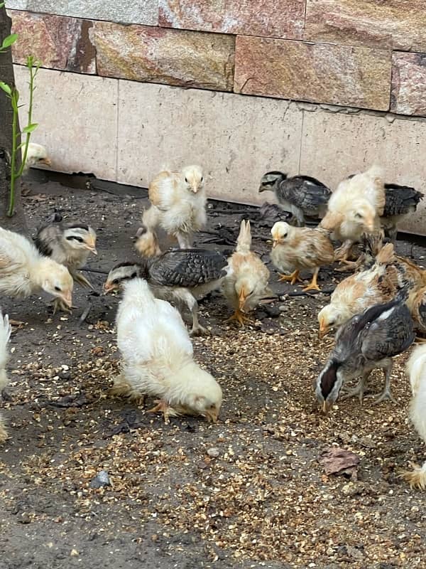 golden,white buff,buff black tail jap,onagadori,rosecomb only chicks 6