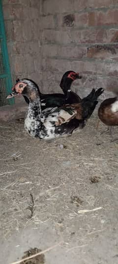 Muscovy Duck