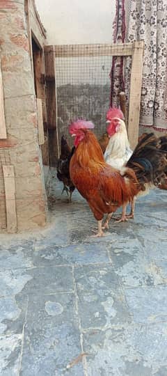 Golden Misri 1.5 year old cock in only 900rs per Kg 0