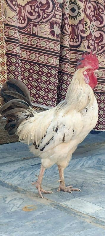 Golden Misri 1.5 year old cock in only 900rs per Kg 2