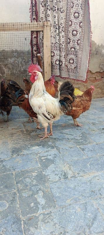 Golden Misri 1.5 year old cock in only 900rs per Kg 3