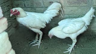 aseel pair hens