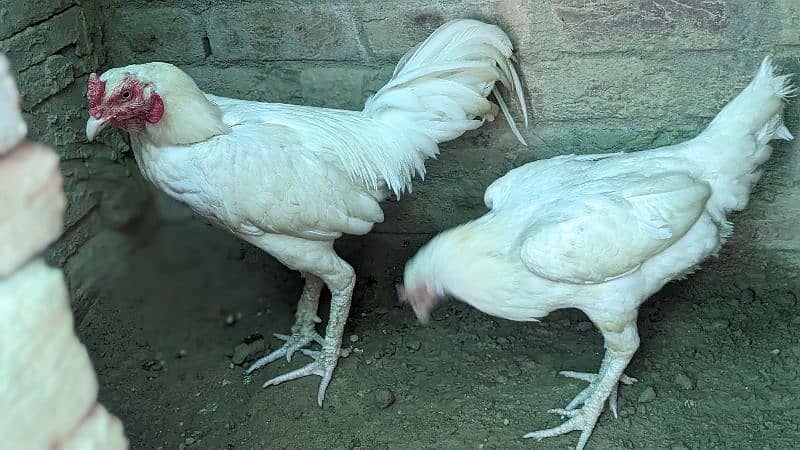 aseel pair hens 0