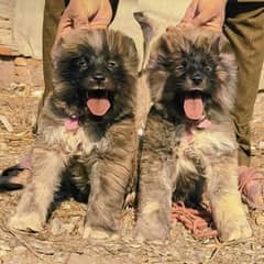 bakarwal male and female available 0