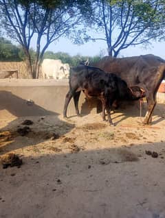 farm par 6 janwar hai on ki daikh bhaal Karni 03438685028