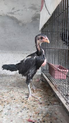 Game Bird Breed Thai Super Neck Locker Chicks / Thai Aseel 0