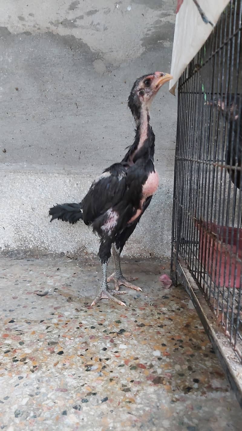 Game Bird Breed Thai Super Neck Locker Chicks / Thai Aseel 2