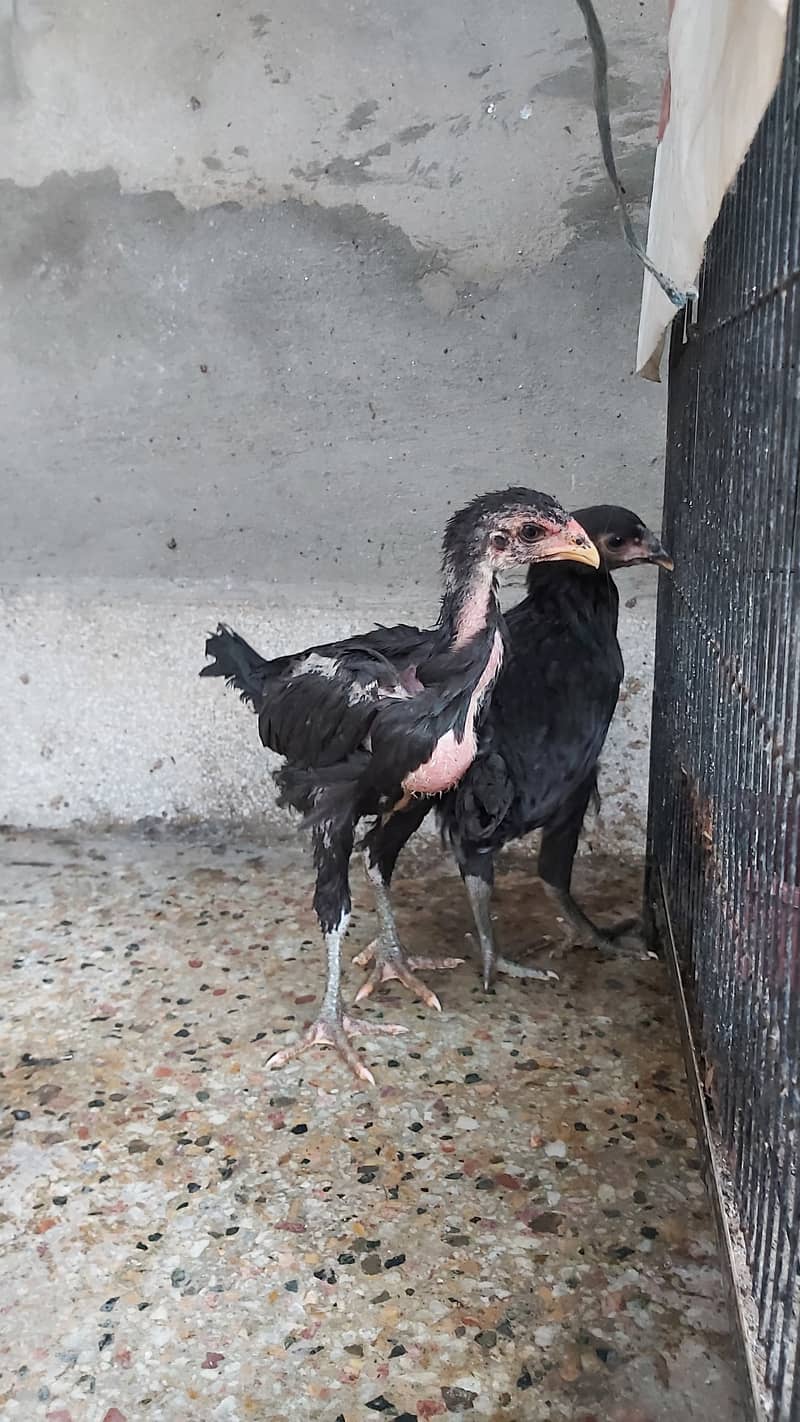 Game Bird Breed Thai Super Neck Locker Chicks / Thai Aseel 3