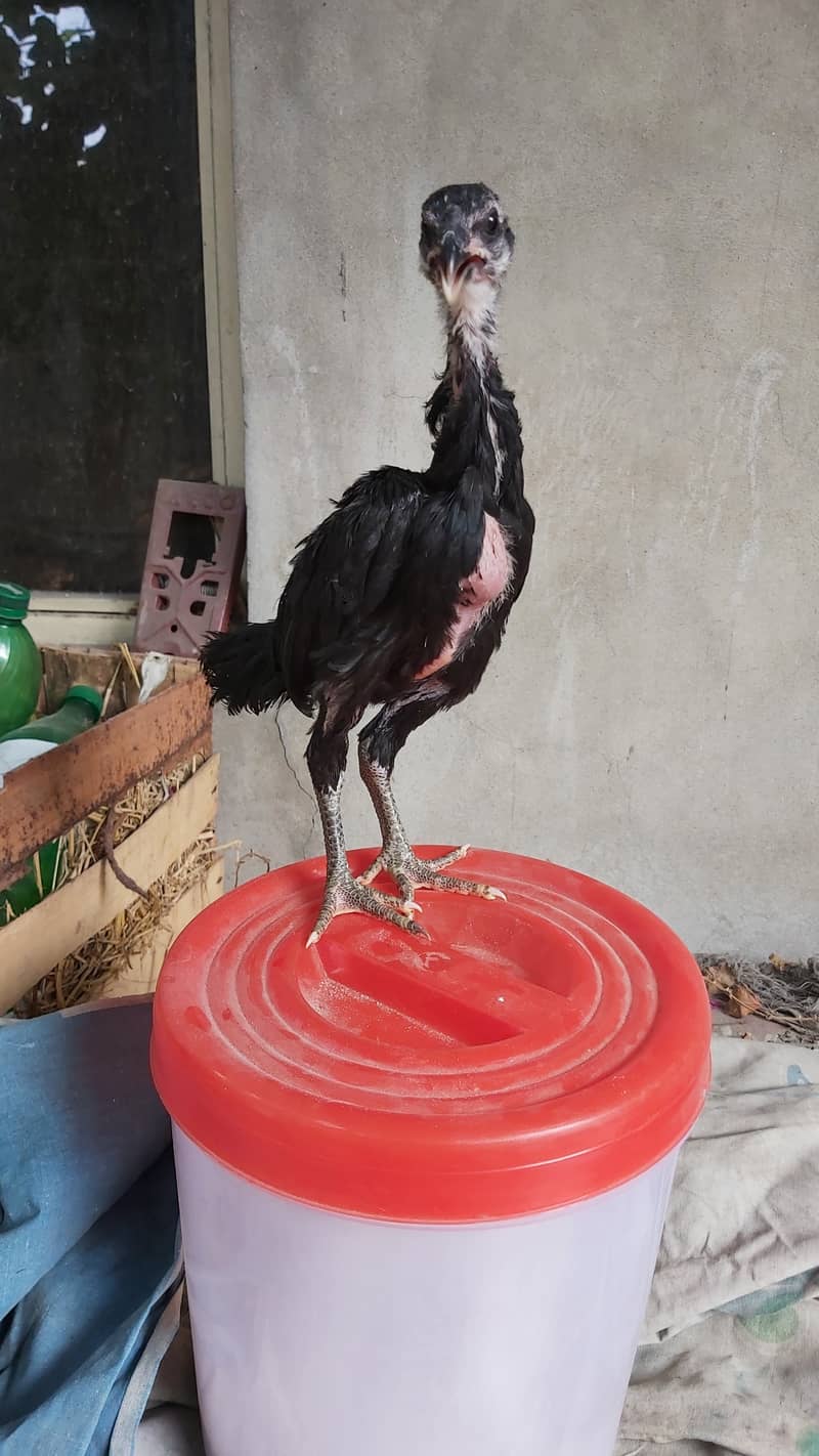 Game Bird Breed Thai Super Neck Locker Chicks / Thai Aseel 4