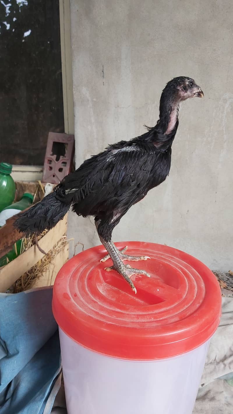 Game Bird Breed Thai Super Neck Locker Chicks / Thai Aseel 5