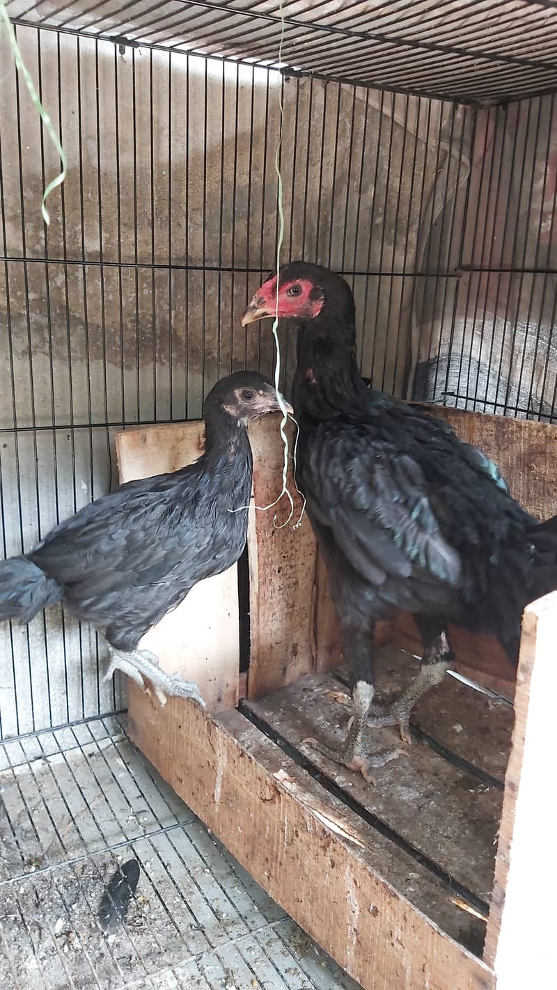 Game Bird Breed Thai Super Neck Locker Chicks / Thai Aseel 6