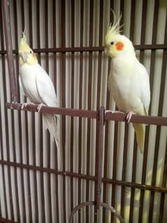 COCKTAIL BREEDER HEALTHY PAIR FOR SALE .