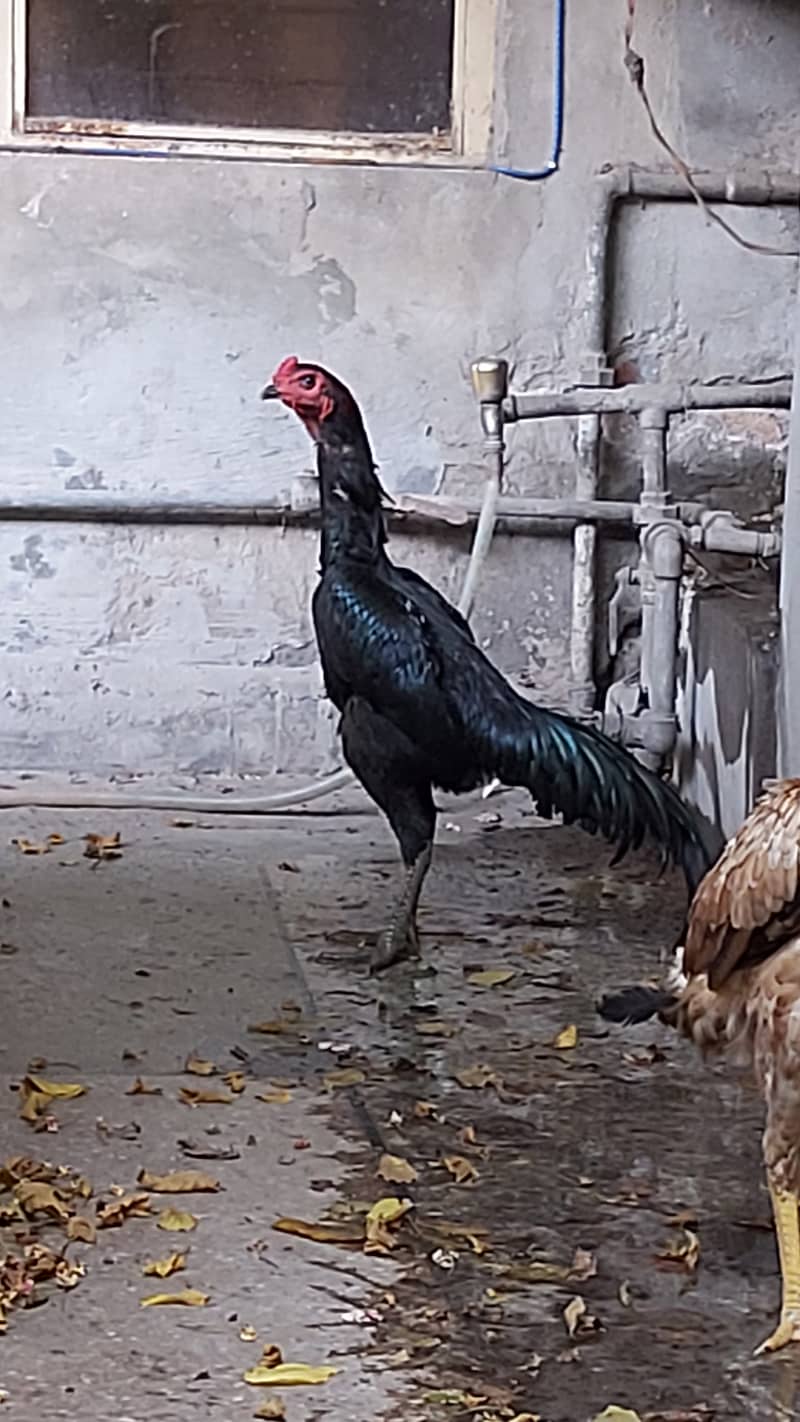 Game Bird Breed Thai Super Neck Locker Chicks / Thai Aseel 7