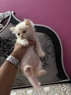 Persian kitten For Sale