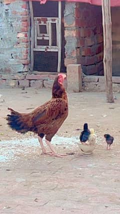 pure aseel hen with chicks / aseel murgi or chozy / aseel chozy