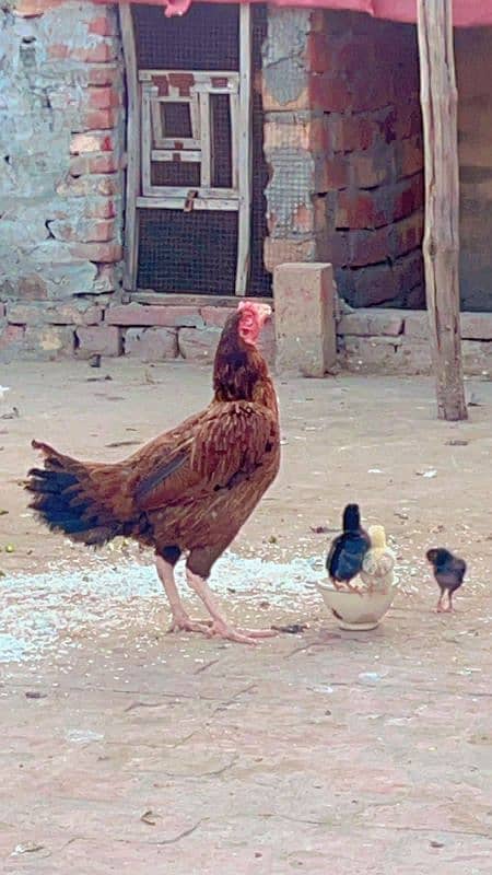 pure aseel hen with chicks / aseel murgi or chozy / aseel chozy 0