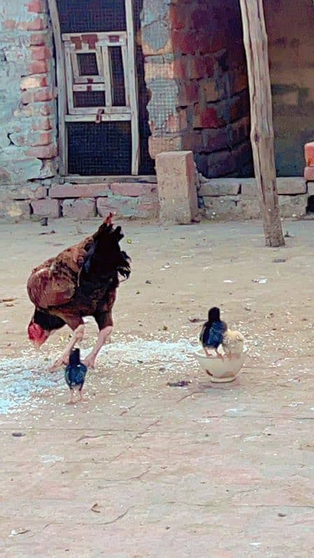 pure aseel hen with chicks / aseel murgi or chozy / aseel chozy 1