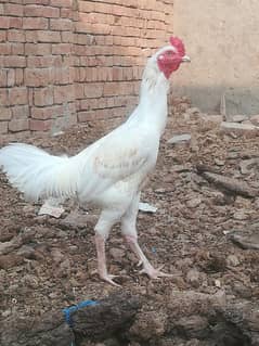 White Heera aseel murga for sale