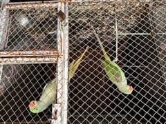 kashmiri raw parrot pair