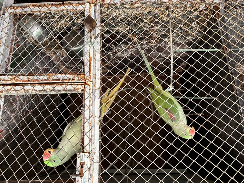 kashmiri raw parrot pair 0